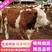 西门塔尔牛，肉牛犊，肉牛养殖场肉牛活体小牛犊