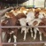 西门塔尔牛,肉牛犊,肉牛养殖场肉牛活体小牛犊