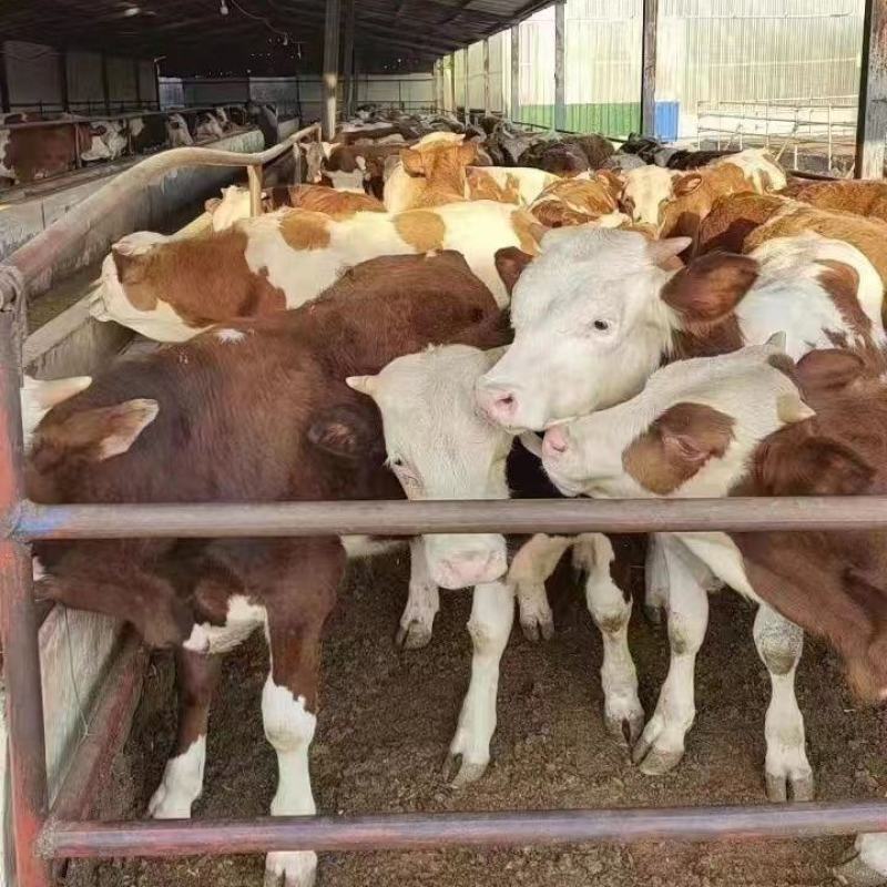 西门塔尔牛，肉牛犊，肉牛养殖场肉牛活体小牛犊