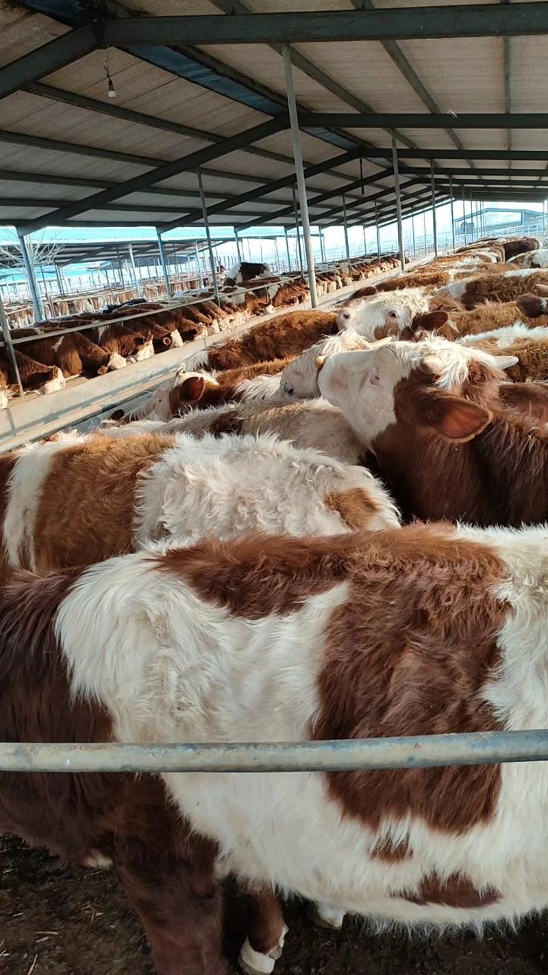 西门塔尔牛，肉牛犊，肉牛养殖场肉牛活体小牛犊