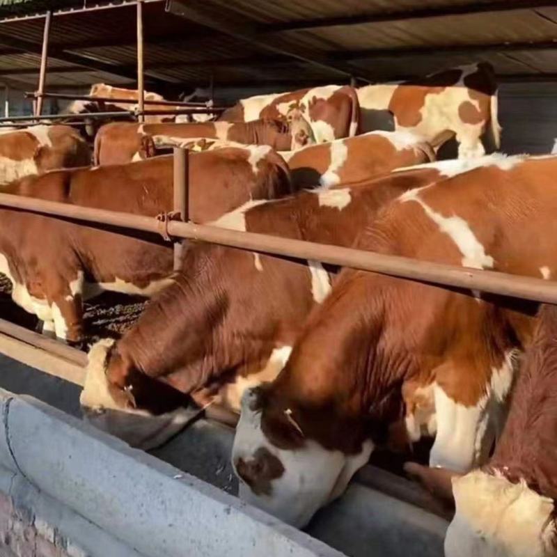 西门塔尔牛，肉牛犊，肉牛养殖场肉牛活体小牛犊