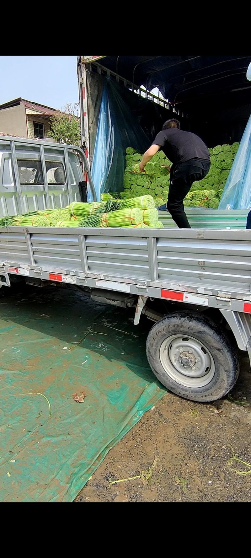 河南中牟产地26年新鲜红帽蒜苔大量上市代发全国