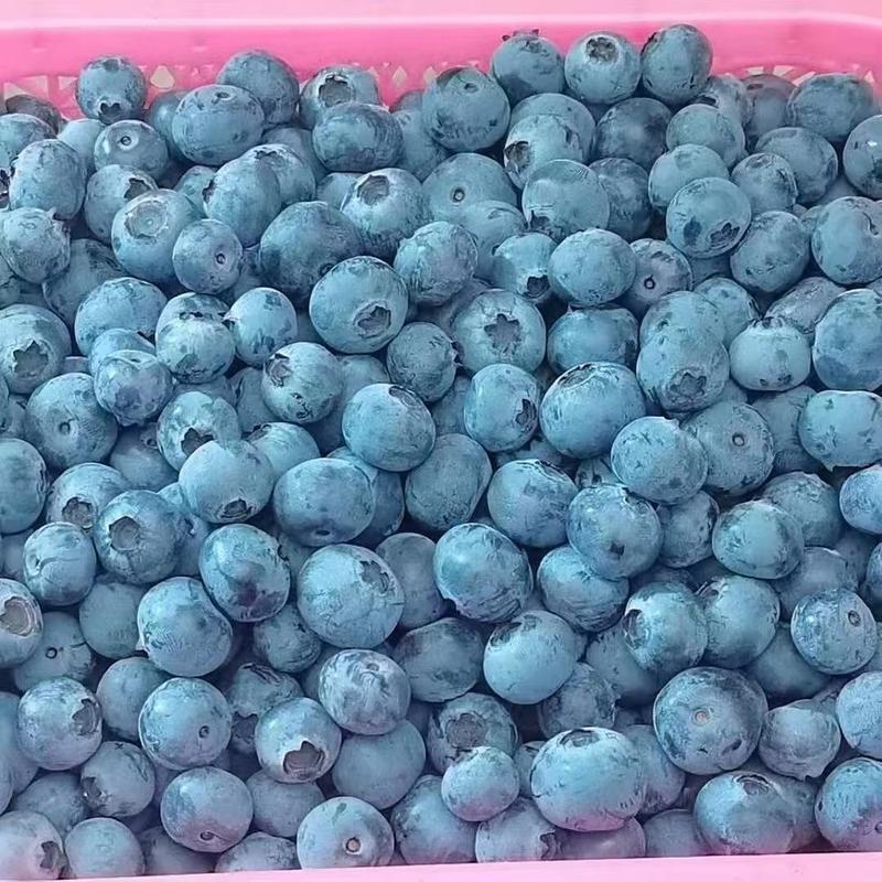预售2023年5月中旬蓝莓5万斤，品种奥尼尔薄雾