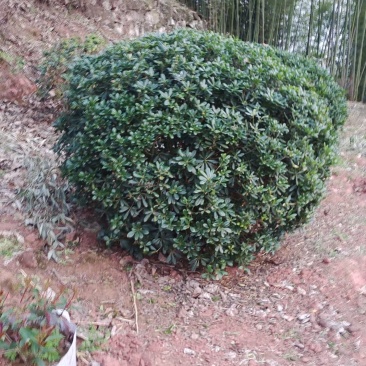 海桐球