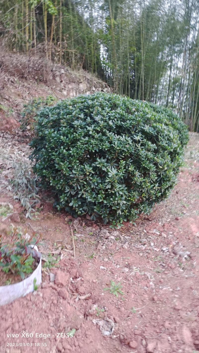 海桐球