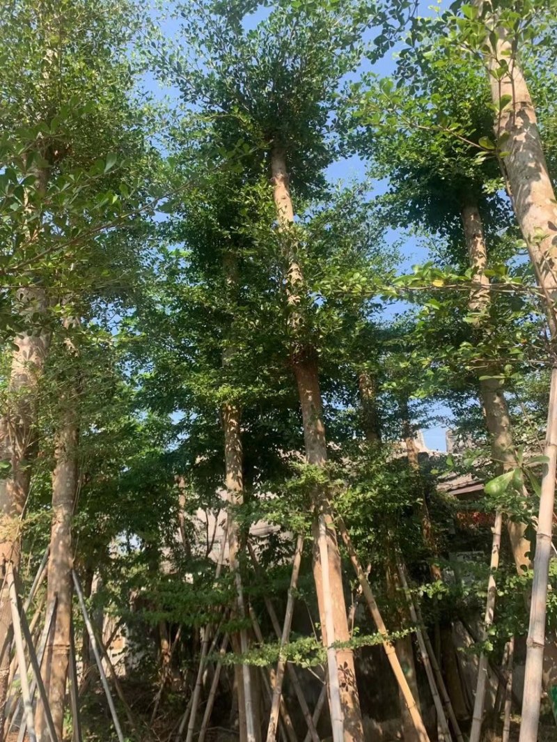 小叶榄仁8～20公分有需要可以联系