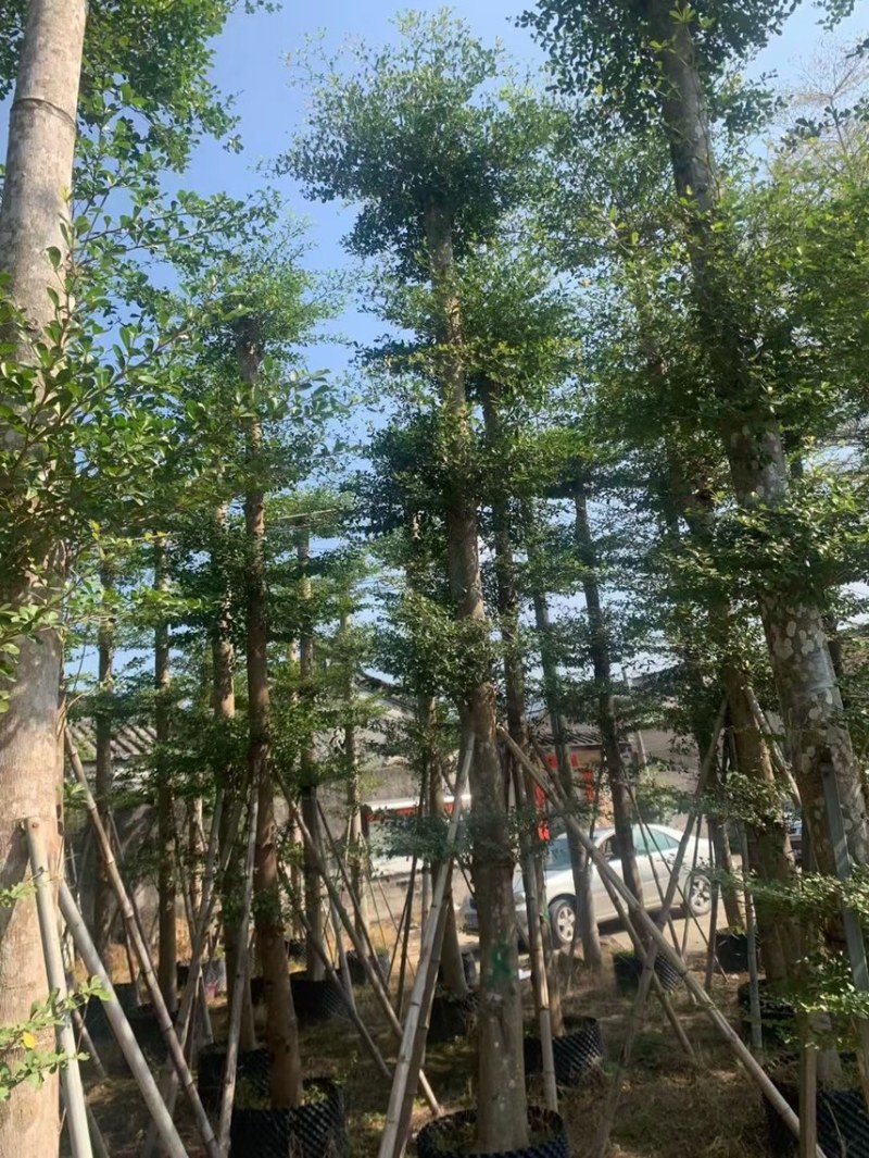 小叶榄仁8～20公分有需要可以联系