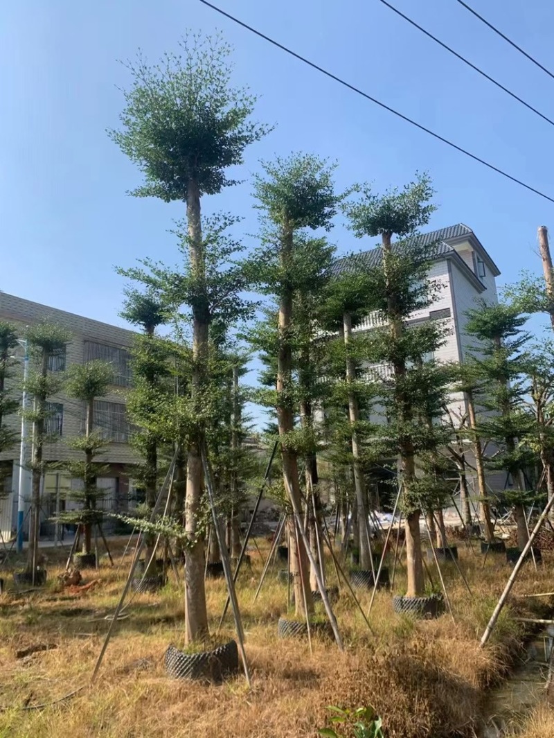 小叶榄仁8～20公分有需要可以联系