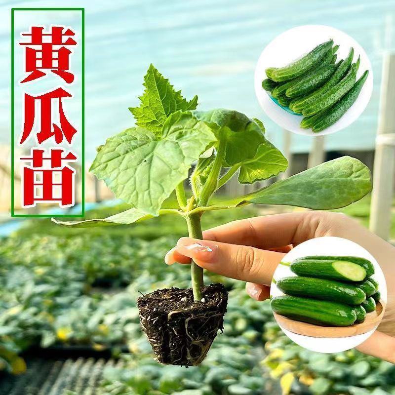 水果黄瓜苗旱黄瓜苗嫁接苗直播苗包回收免费技术指导