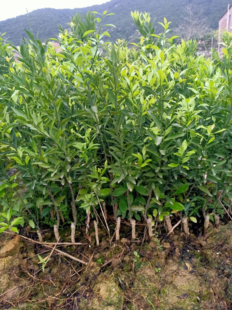新会柑大苗茶枝柑大苗