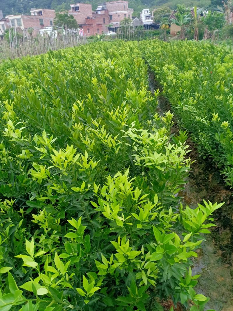 新会柑大苗茶枝柑大苗