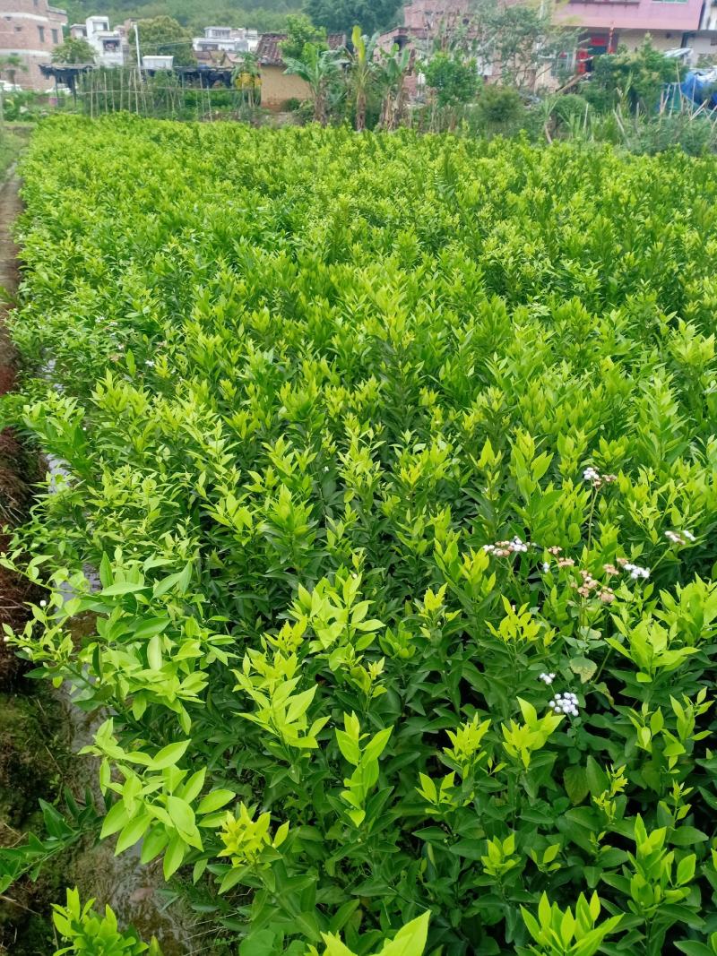 新会柑大苗茶枝柑大苗