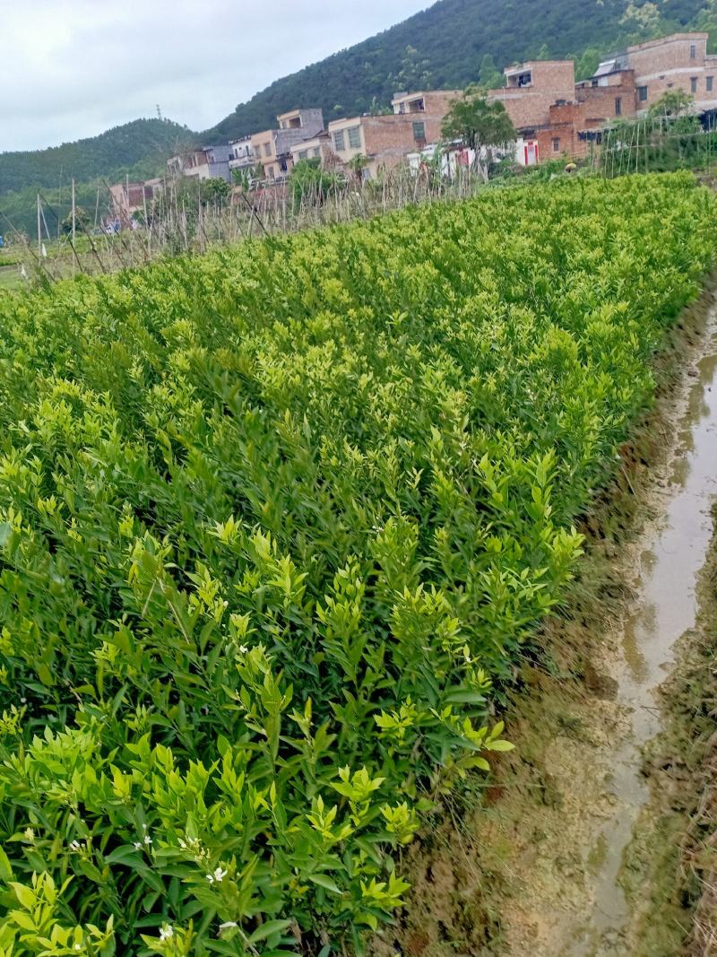 新会柑大苗茶枝柑大苗