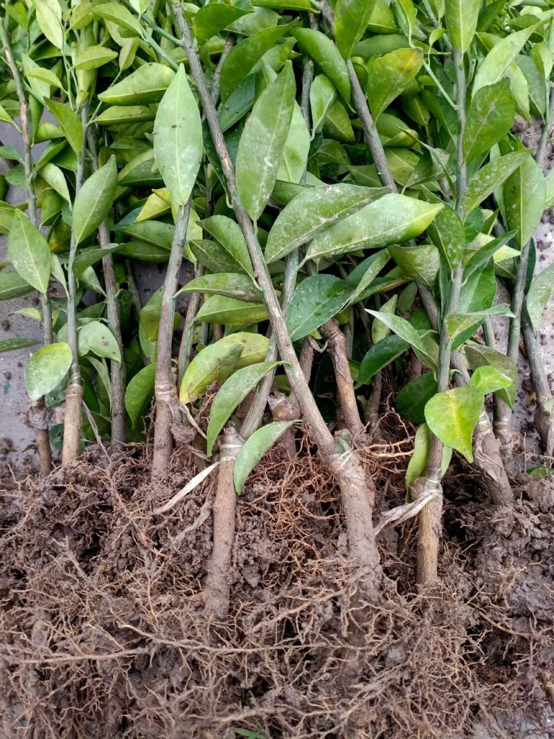 新会柑大苗茶枝柑大苗
