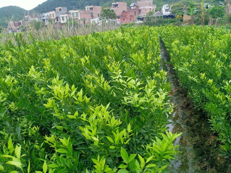 新会柑大苗茶枝柑大苗