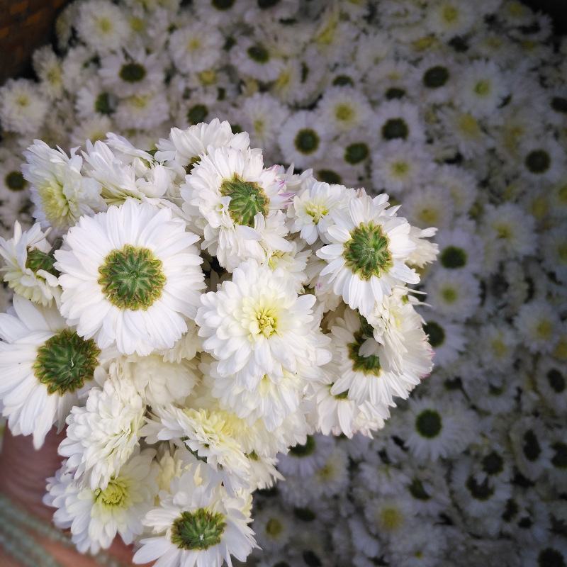 批发现货菊花贡菊优质无硫花草茶大全