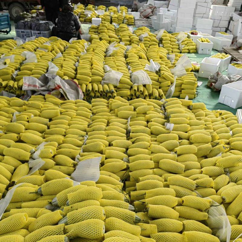 博洋61甜瓜大量上市质量好价格不高供货量大