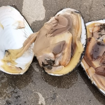 河蚌