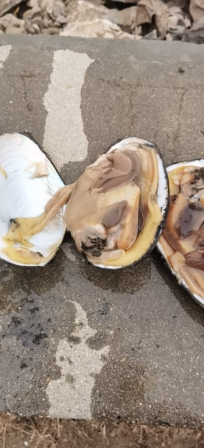 河蚌