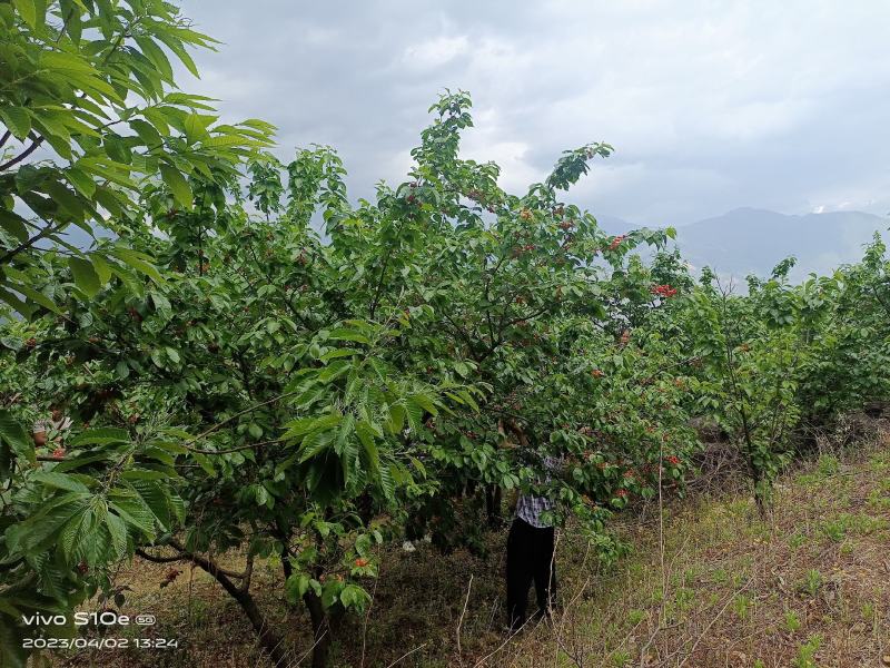 樱桃恩特儿，四川凉山彝族自治州德昌县樱桃原产地直供