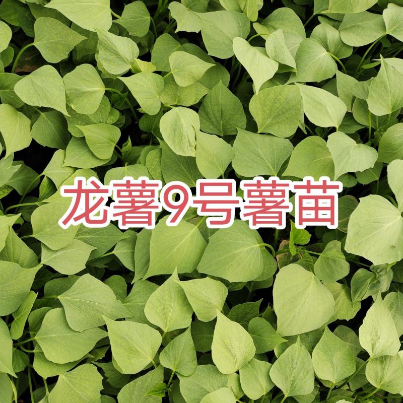 龙薯九号，专业育苗基地，产地直销，保证成活率