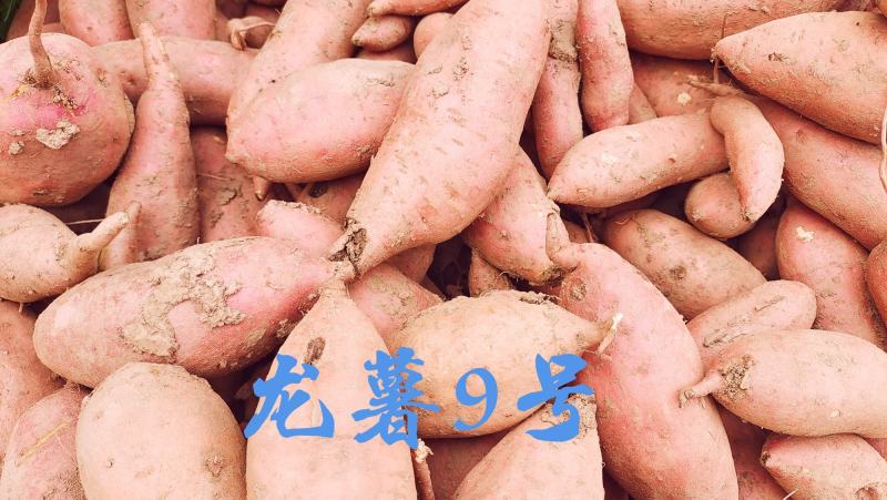 龙薯九号，专业育苗基地，产地直销，保证成活率