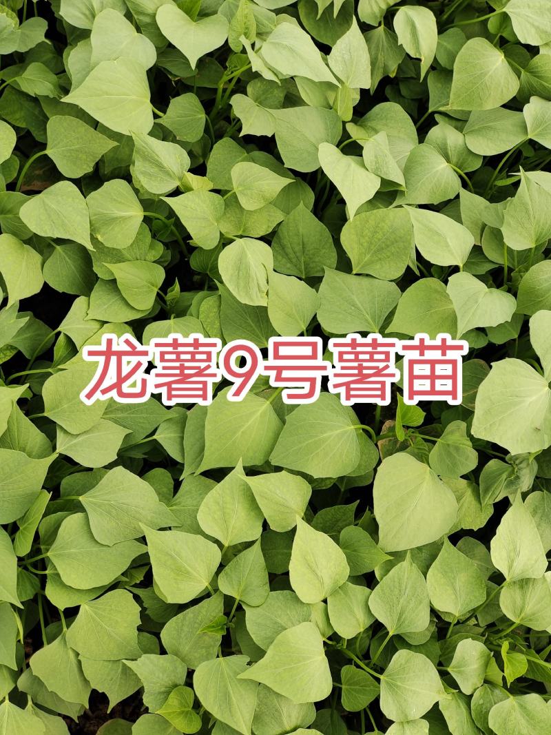 龙薯九号，专业育苗基地，产地直销，保证成活率