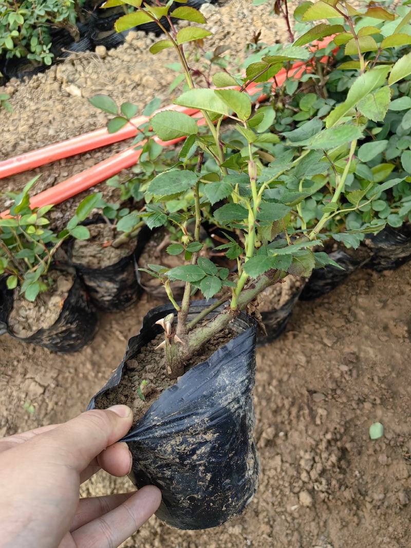 大花欧月黄丛容红双喜果汁阳台月季杯苗苗健壮根系发达