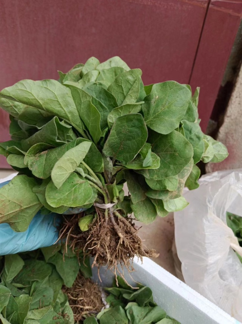 优质菜苗大量上市中，欢迎全国客商来电洽谈