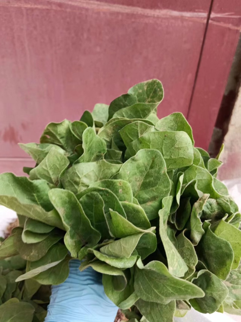 优质菜苗大量上市中，欢迎全国客商来电洽谈