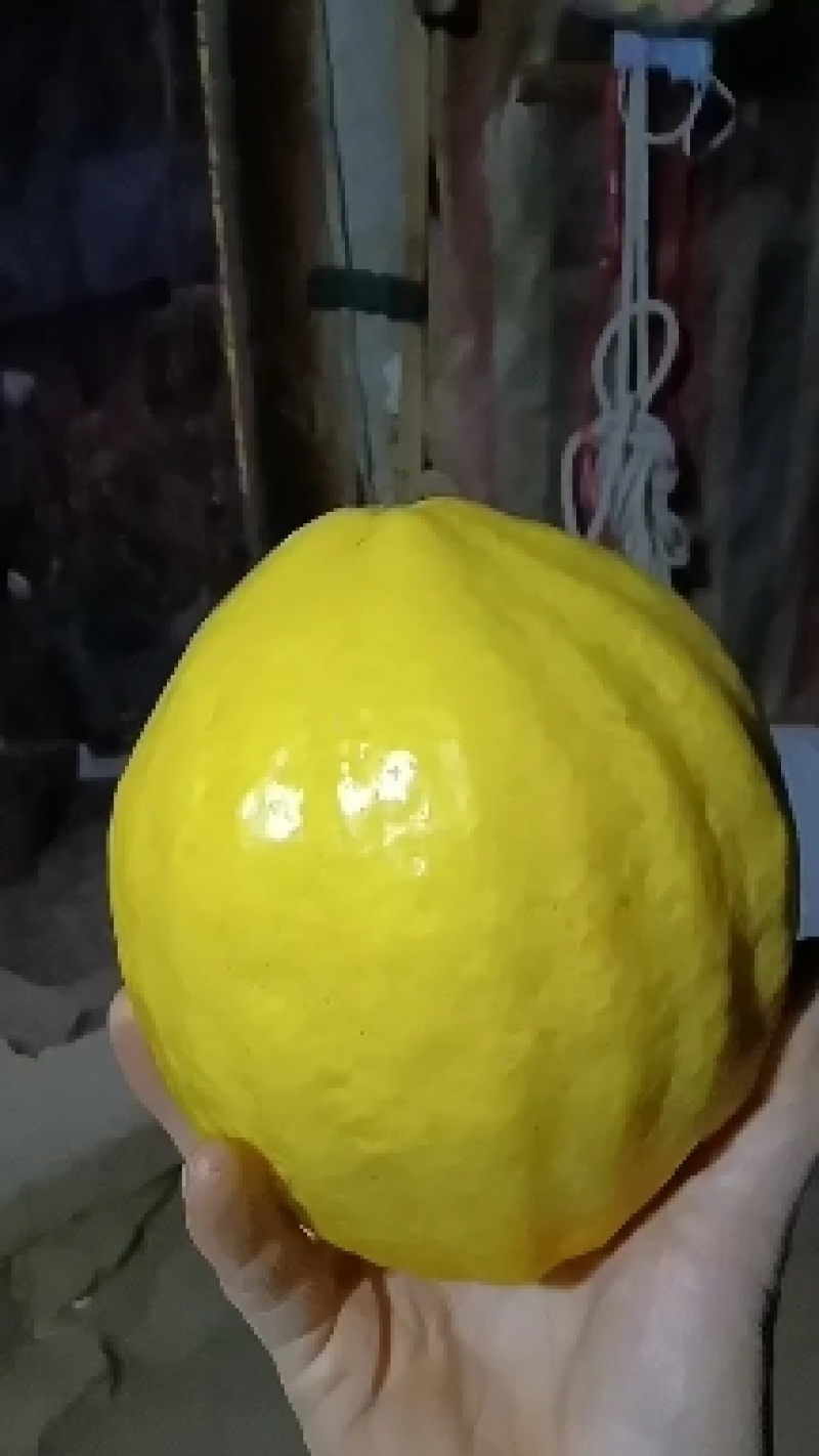 香橼苗