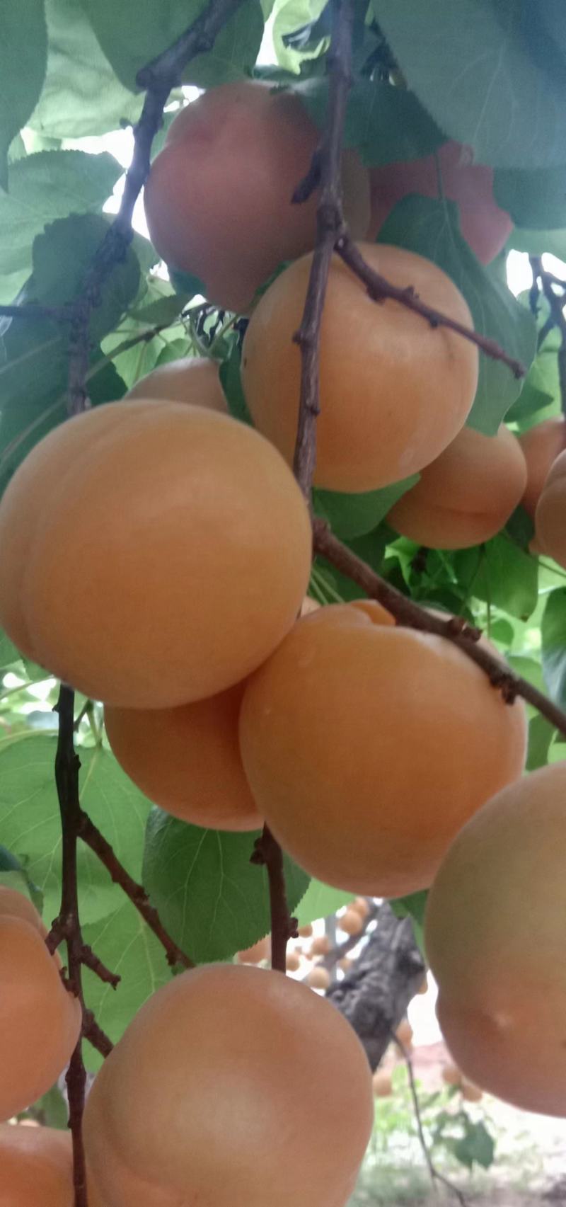 大荔精品金太阳杏产地直供一手货源量大从优全国发货
