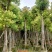 自家基地截杆香樟树15-18-20公分