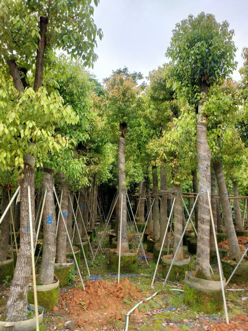 自家基地截杆香樟树15-18-20公分