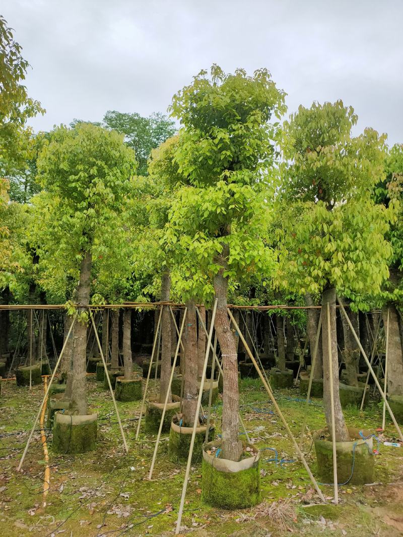 自家基地截杆香樟树15-18-20公分