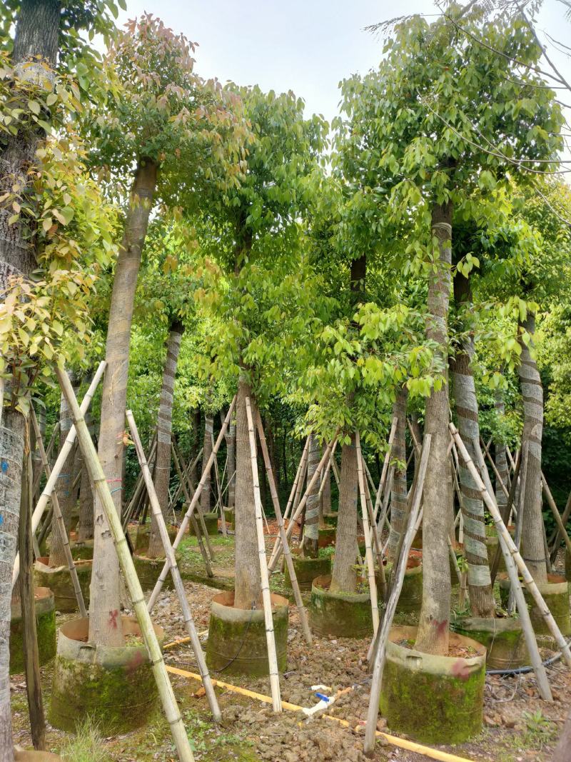 自家基地截杆香樟树15-18-20公分