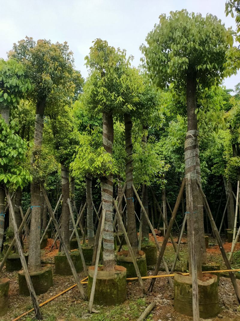 自家基地截杆香樟树15-18-20公分