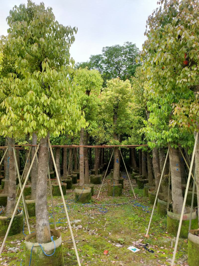 自家基地截杆香樟树15-18-20公分