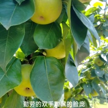 上海庄行蜜梨