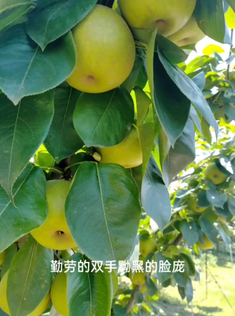 上海庄行蜜梨