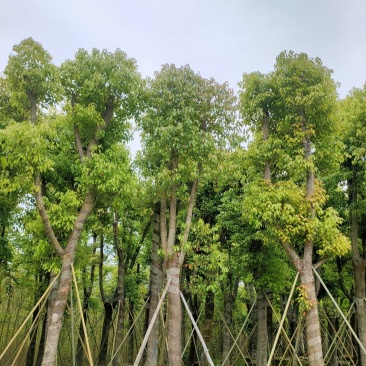 自家基地骨架香樟树20-25公分