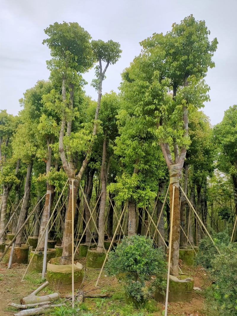 自家基地骨架香樟树20-25公分