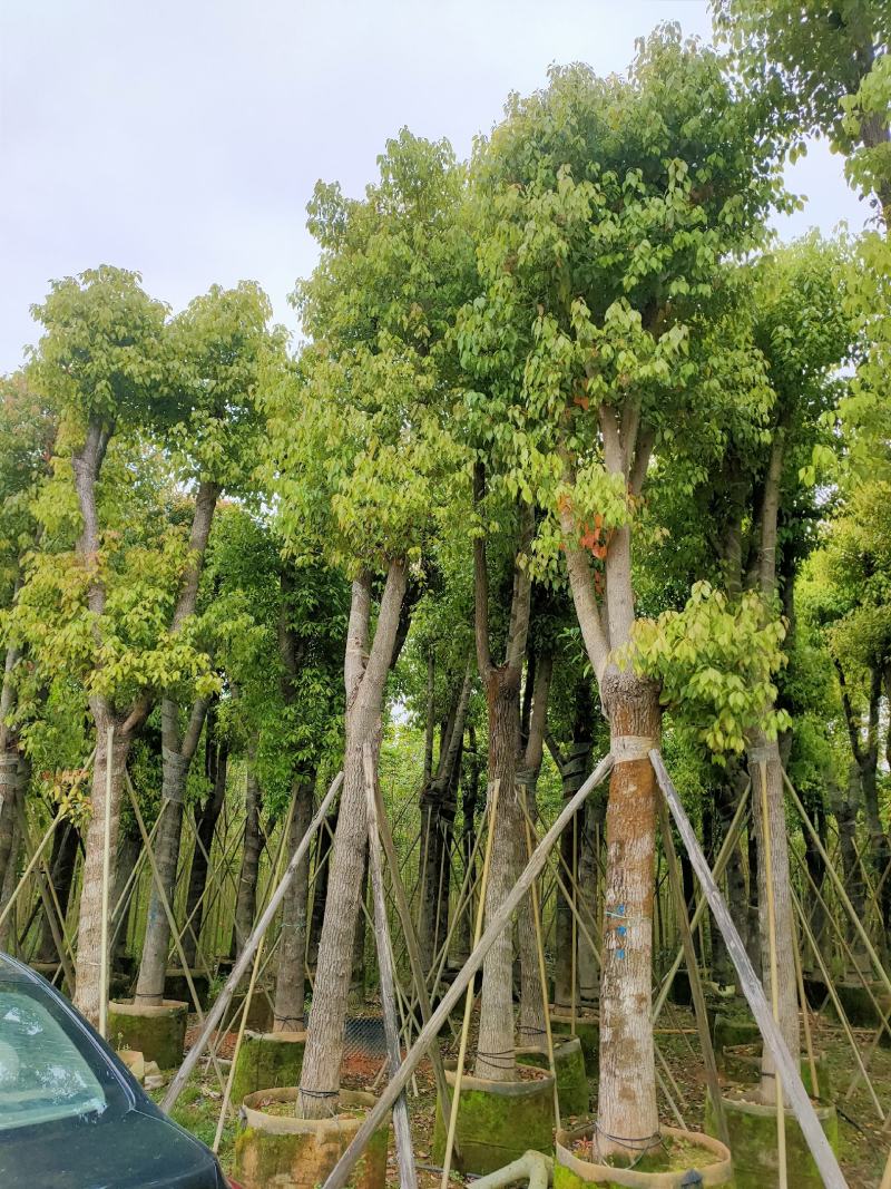 自家基地骨架香樟树20-25公分