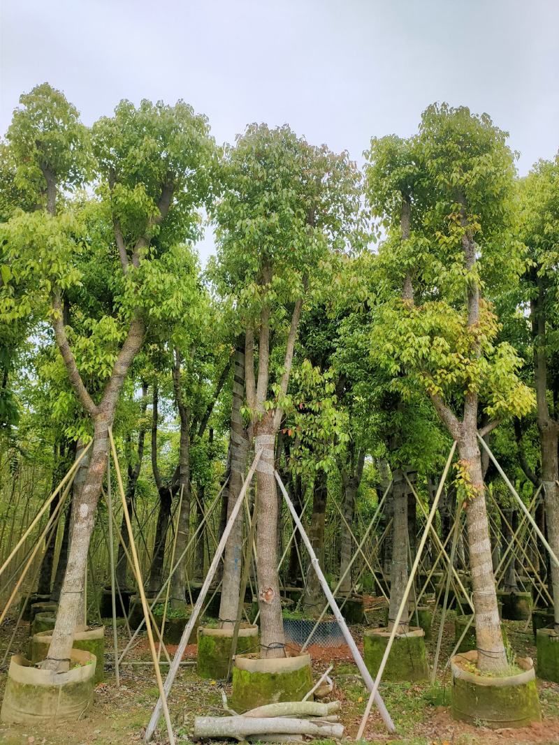自家基地骨架香樟树20-25公分