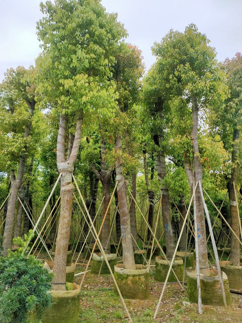 自家基地骨架香樟树20-25公分