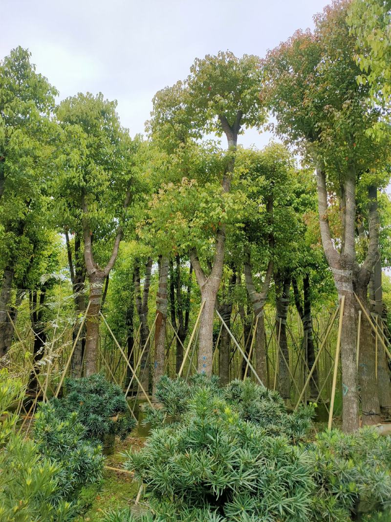 自家基地骨架香樟树20-25公分