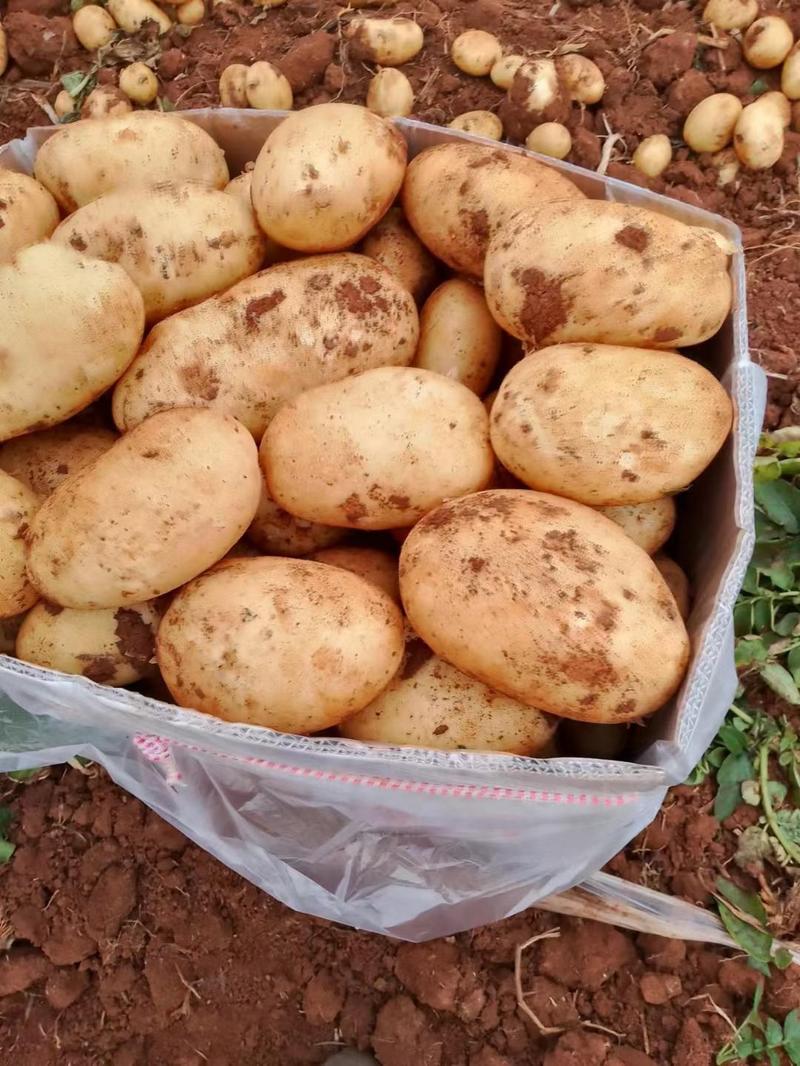 丽薯、青薯、合作88土豆
