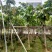 诚信经营保质保量中国无忧花树5-8-10公分