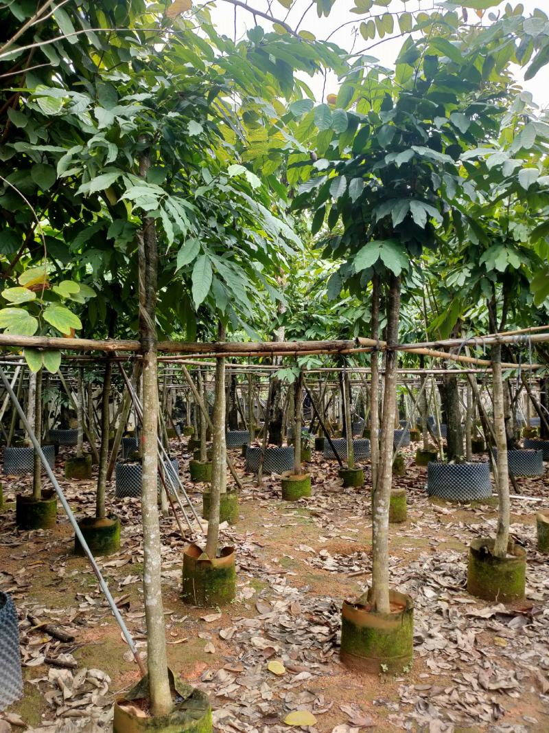 诚信经营保质保量中国无忧花树5-8-10公分