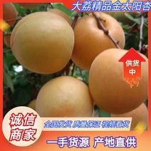大荔精品金太阳杏产地直供一手货源量大从优全国发货